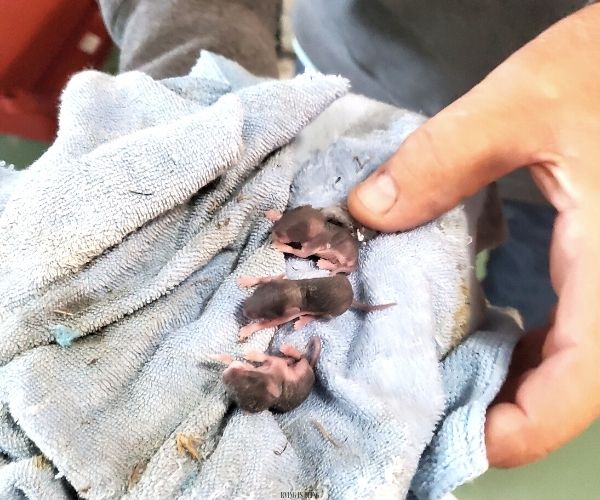 Mice in RV motorhome campers