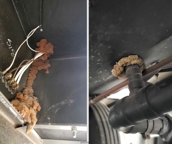 Mice in RV motorhome campers blocking access