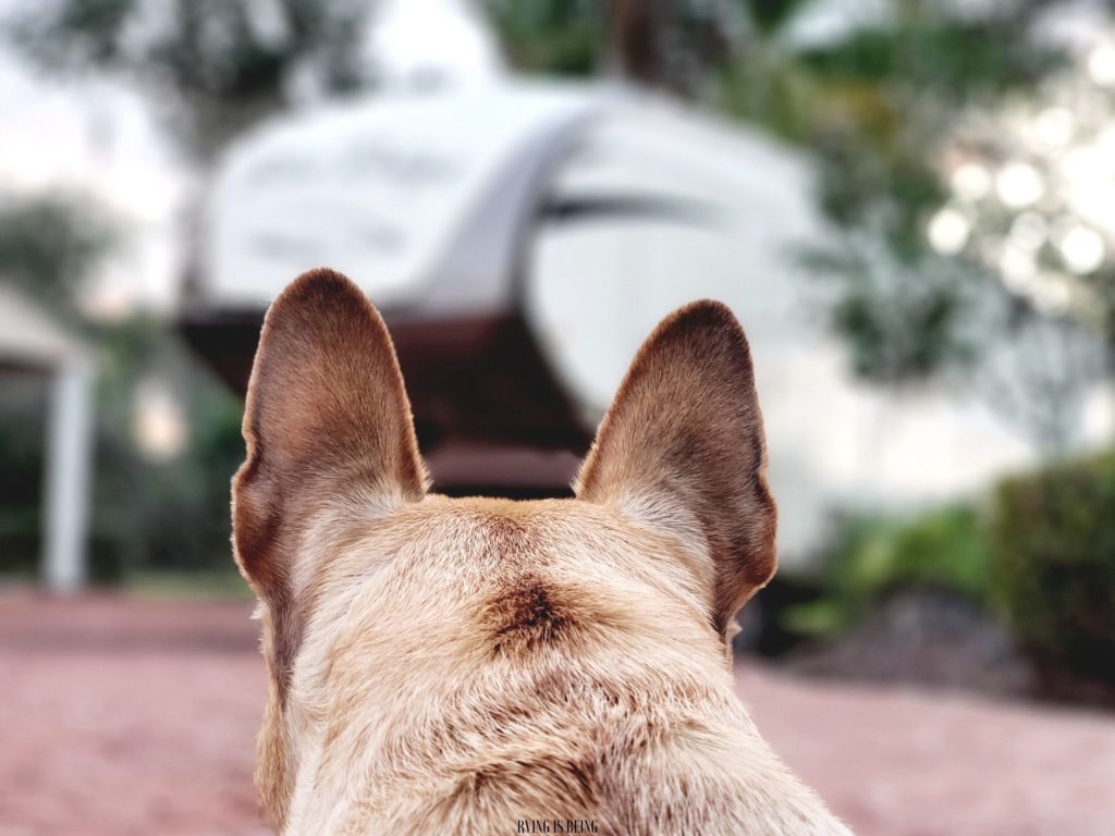 RVing with Pets. Pet Dangers